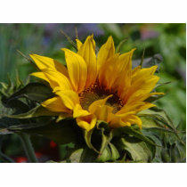 Sun Flowers photo sculptures