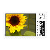 Sun Flowers stamps
