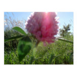 Sun Kissed Clover Postcard