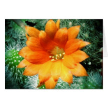 Sun Kissed Desert Flower Thank You Notes Greeting Cards