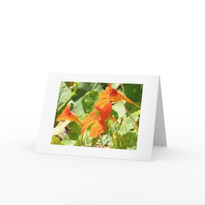 Sun-kissed Nasturtiums Greeting Card by lmitic
