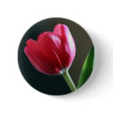 Sun Kissed Tulip Button by naturespaintbox Sun Kissed Tulip Button