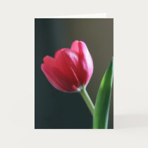 Sun Kissed Tulip Greeting Card (Blank)