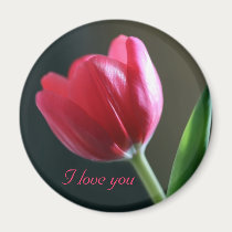 Sun Kissed Tulip Magnet by naturespaintbox Sun Kissed Tulip Magnet