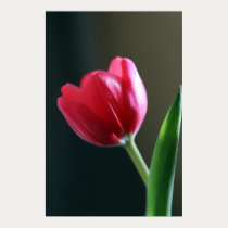 Sun Kissed Tulip Poster posters by naturespaintbox Sun Kissed Tulip Poster posters