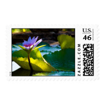 Sun Kissed Waterlily, Stamp by ZenfulDelights Sun Kissed Waterlily, Stamp