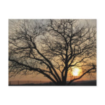 Sun Lit Tree Postcard postcards
