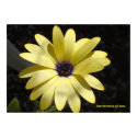 Sun on a Yellow Daisy print