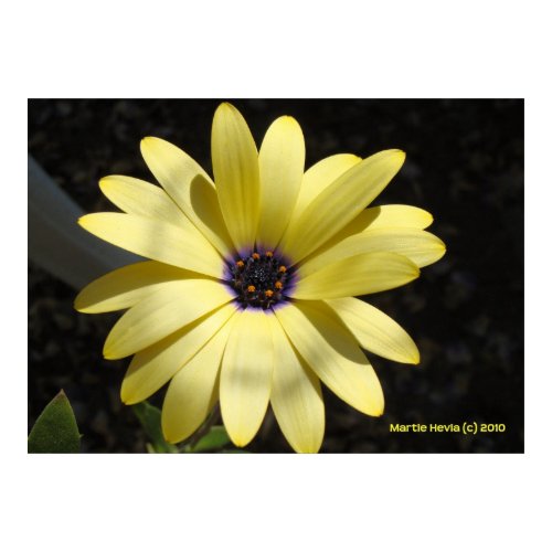 Sun on a Yellow Daisy print