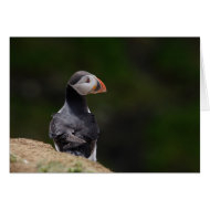 Sun on it's Back Puffin card