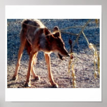 Sun on My Back Aah/Coyote Poster