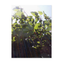 Sun Rays Postcard by CreatureCreations Sun Rays Postcard