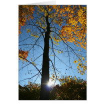 Sun Rising cards