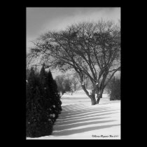 Sun Shadow Pickets Poster posters