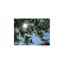 Sun Shines Through the Trees posters