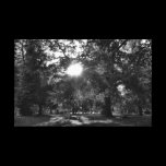 Sun Shining Through Trees canvas prints