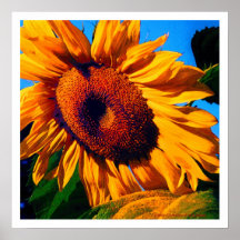 'Sun Spots 1.1' Print