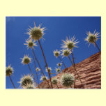 Sun Thistle Postcard postcards