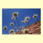 Sun Thistle Print posters