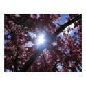 Sun through cherry tree blossoms posters