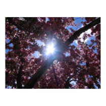 Sun through cherry tree blossoms posters
