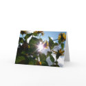 Sun through flowers - Greeting / note card by TLWphotography Sun through flowers - Greeting / note card