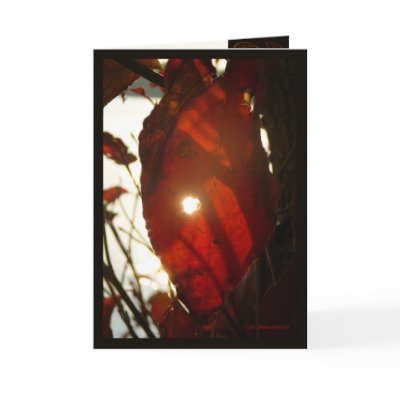 Sun Through Red Leaf Greeting Card by MoiraAshleigh
