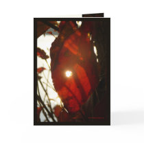 Sun Through Red Leaf cards by MoiraAshleigh Sun Through Red Leaf cards