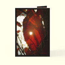 Sun Through Red Leaf cards by MoiraAshleigh Sun Through Red Leaf cards