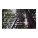 Sun through the redwoods business card