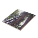 Sun through the redwoods ceramic tile