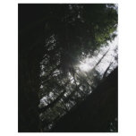 Sun Through Trees Custom Flyer