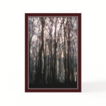 Sun Will Shine Again - Winter Forest Sympathy Hope cards