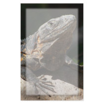 Sun-Worshipping Iguana Stationery Design