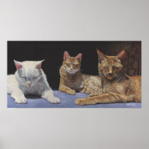 Sunbathers Tabby and White Cats art poster