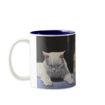 Sunbathers Tabby and White Cats mug cup
