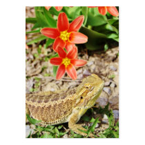 Sunbathing Bearded Dragon Business Cards
