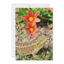 Sunbathing Bearded Dragon Custom Invites