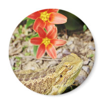 Sunbathing Bearded Dragon Refrigerator Magnet