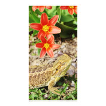 Sunbathing Bearded Dragon Photo Card