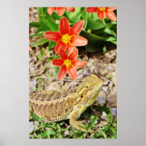 Sunbathing Bearded Dragon Print