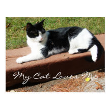 Sunbathing Cat Postcards