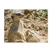 Sunbathing Meerkats Postcard