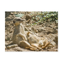 Sunbathing Meerkats Postcard