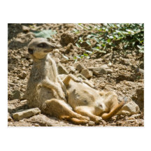 Sunbathing Meerkats Postcard
