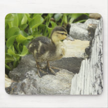 Sunbathing Mouse Pad