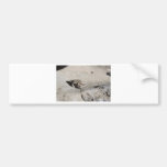 sunbathing toads bumper stickers