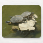 Sunbathing turtles
