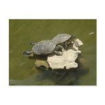 Sunbathing turtles