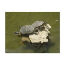 Sunbathing turtles postcards